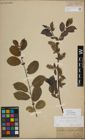 Foto von Salix myrsinifolia Salisb.